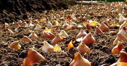 Növekvő tulipánok - az izzók tárolása, az ötletem az adáshoz és a kerthez