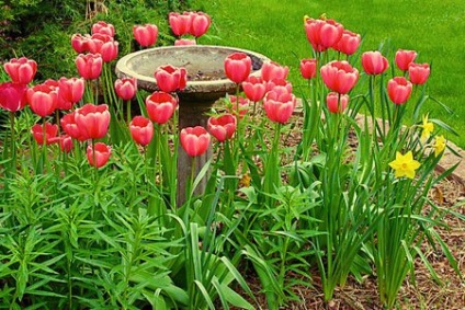 Növekvő tulipánok - az izzók tárolása, az ötletem az adáshoz és a kerthez