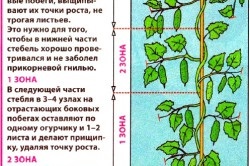 Plantarea răsadurilor de castraveți într-o seră și o seră