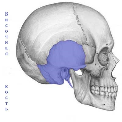 Oase temporară, anatomie umană