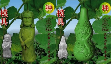 În China, cultivați legumele și fructele de designer sub formă de figuri de personalități celebre