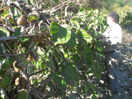 A Krímben nő kiwi méretű üveg, datolyaszilva, gránátalma és brazil feijoa - krími hírek -