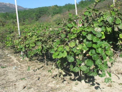 A Krímben nő kiwi méretű üveg, datolyaszilva, gránátalma és brazil feijoa - krími hírek -