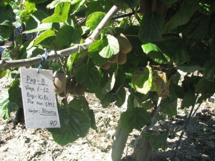 A Krímben nő kiwi méretű üveg, datolyaszilva, gránátalma és brazil feijoa - krími hírek -