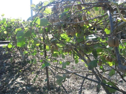 A Krímben nő kiwi méretű üveg, datolyaszilva, gránátalma és brazil feijoa - krími hírek -