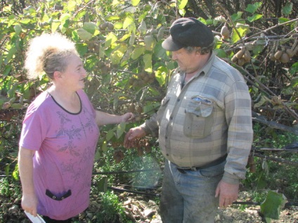 A Krímben nő kiwi méretű üveg, datolyaszilva, gránátalma és brazil feijoa - krími hírek -