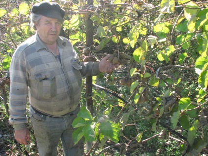 A Krímben nő kiwi méretű üveg, datolyaszilva, gránátalma és brazil feijoa - krími hírek -