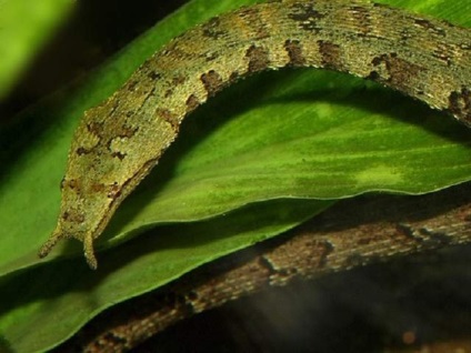 Șarpe de șarpe de apă - un alt reprezentant al șerpilor
