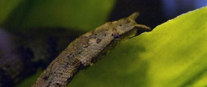 Vízi kígyó-kígyó - a kígyók egy másik képviselője
