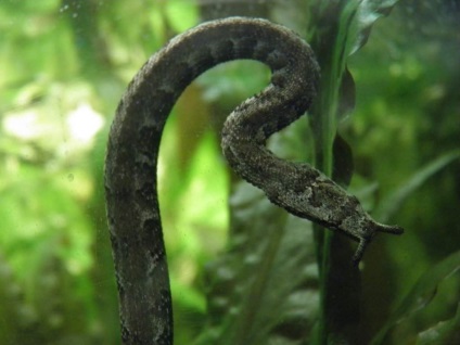 Vízi kígyó-kígyó - a kígyók egy másik képviselője