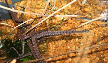 Șarpe de șarpe de apă - un alt reprezentant al șerpilor