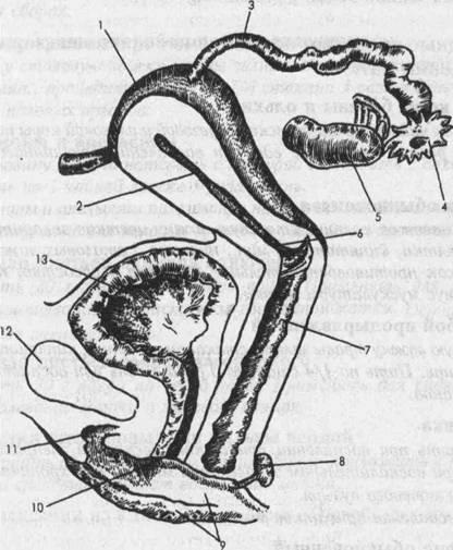 Inflamația organelor genitale feminine