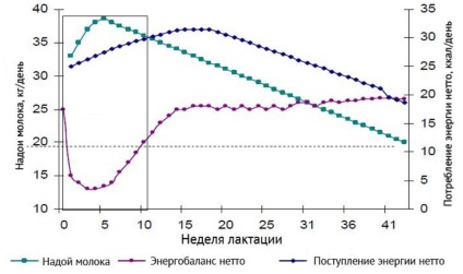 Reaprovizionarea limitelor de energie la vacile foarte productive la începutul lactației