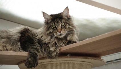 Totul despre rasa Maine Coon cats