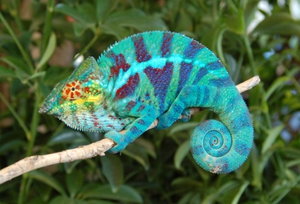 Chameleon își închide ochii, lumea chameleonilor