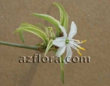 Chlorophytum - ellátás, reprodukció, talajkiválasztás, metszés, transzplantáció