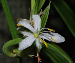 Chlorophytum fotografie de îngrijire la domiciliu a speciilor care apar frecvent, reproducerea, boala și