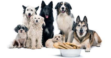 Alimentație holistică pentru câini - beneficii, evaluări, recomandări
