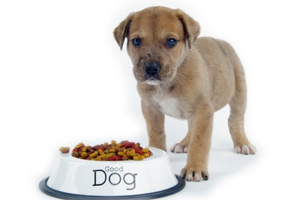 Alimentație holistică pentru câini - beneficii, evaluări, recomandări
