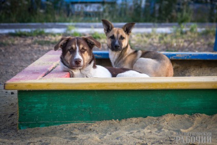 Hostel pentru mongrel