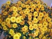 Chrysanthemum cu flori mari (indiene) soiuri de plante crizanteme pentru cultivarea în grădină