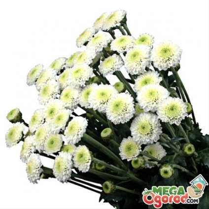 Chrysanthemum santini leírás, osztályozás, ültetés és gondozás