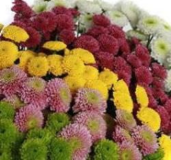 Crizanteme santini descriere, varietăți, plantare, îngrijire, cultivare, aplicare în design peisagistic,