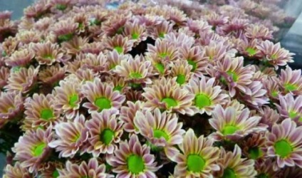 Chrysanthemum santini leírás, fajták, ültetés, gondozás, termesztés, tájképi alkalmazás,