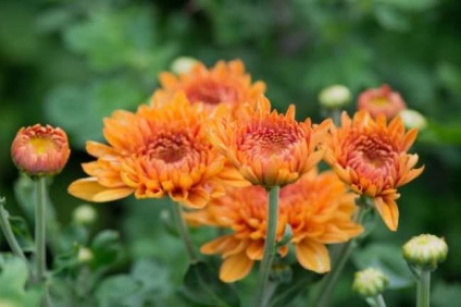 Crizanteme santini descriere, varietăți, plantare, îngrijire, cultivare, aplicare în design peisagistic,