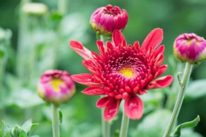 Chrysanthemum santini leírás, fajták, ültetés, gondozás, termesztés, tájképi alkalmazás,