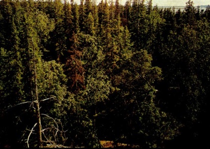 Pădurile de conifere