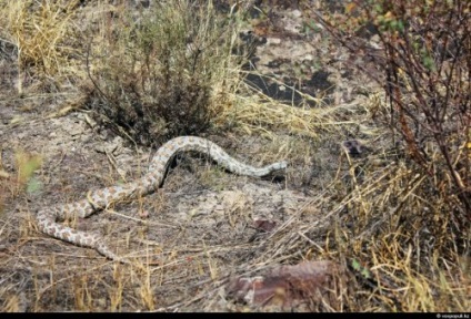 A kígyók mérgező szakma - rajongói sajtó - érdekes és érdekes hírek a világ minden tájáról