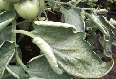 Boli ale tomatelor în sere tratamentul lor și metodele de prevenire