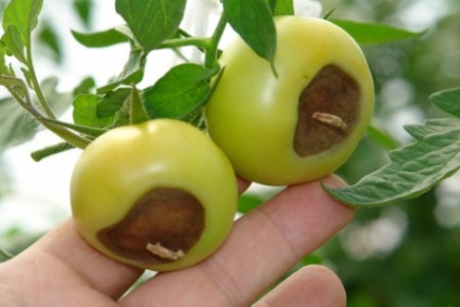 Boli ale tomatelor în sere tratamentul lor și metodele de prevenire