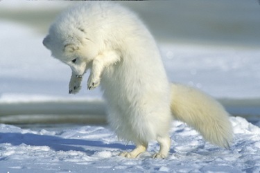 Arctic - posesie de vulpe polare