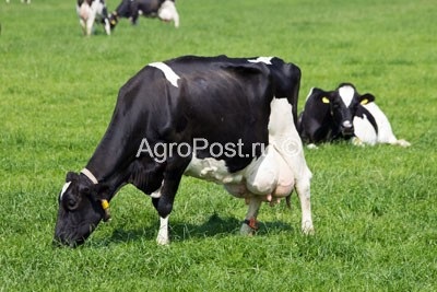 Grăsimile protejate măresc productivitatea vaci