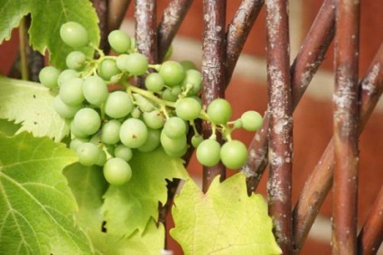 A szőlő védelme az esőtől a gombás fertőzés után
