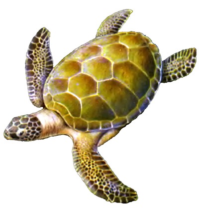 Broască țestoasă verde, broască țestoasă (chelonia mydas), dimensiuni greutate colorat scuturi de carapace plastron