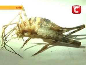 Locuințele din Kiev ataca insectele chinezești - creaturi misterioase - știri