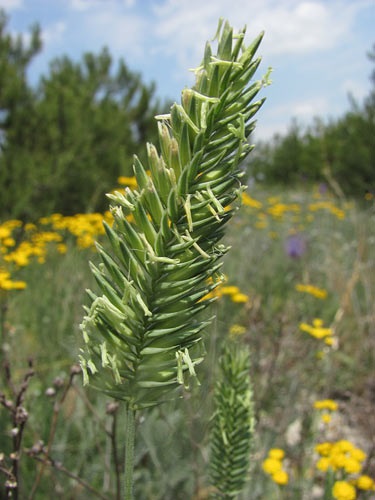 Zhitnyak (agropyron)