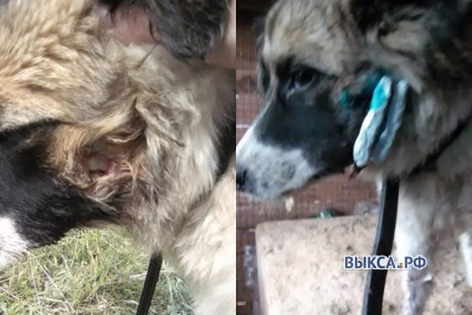 Givodier a suflat un focar în gura lui într-un câine din districtul Vyksa, vestea de la Nižni Novgorod