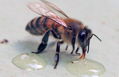 A méhészet cukora - a méhek takarmányának legfontosabb összetevője