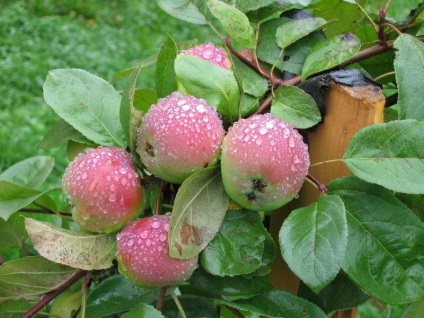 Téli almafajták