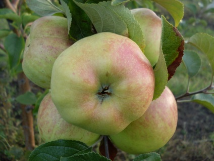 Téli almafajták