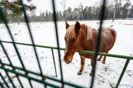 Vacanță de iarnă în calea Belarus este merită să meargă la Belovezhskaya Pushcha