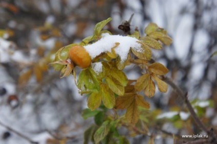 Șolduri de iarnă, vopsea în etape! Blog - blog al artistului