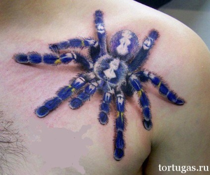 Semnificația tarantulei tatuate, a tortului - tortuga - 24 de ore