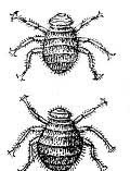 Golden beetle (icteric) betegségek és kártevők - cikkek - méhek paradicsoma