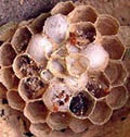 Golden beetle (icteric) betegségek és kártevők - cikkek - méhek paradicsoma