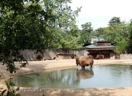 Gradina zoologica din Praga - excursie la gama superioara a parcului